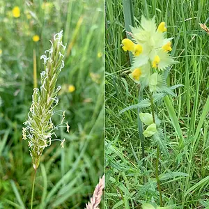 Kadoelenpad- Vegetatie4.webp