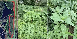 Kadoelerduin 2-vegetatie.webp