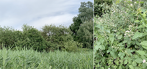 Kadoelerduin 2-vegetatie2.webp