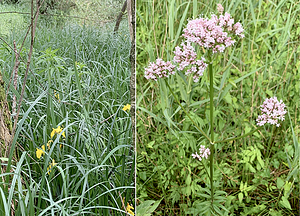 Kadoelerduin 2-vegetatie3.webp