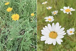 Kadoelerduin 2-vegetatie5.webp