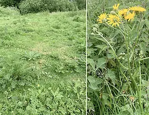 Kadoelerduin 2-vegetatie6.webp