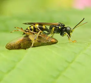 Cicadendoder-vrouw met cicade - Gorytes laticinctus-2020-07-17 15.20.14 kopie.webp