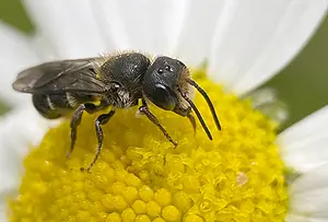 Tronkenbij - man2-Heriades truncorum-2024-06-18.webp