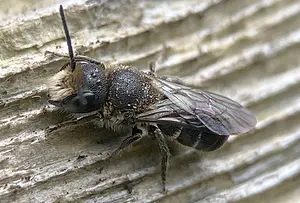 Tronkenbij - man-Heriades truncorum-2024-06-18.webp