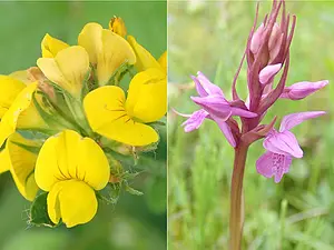 Doorlopend inventarisatie onderzoek3.webp