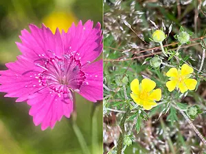 Doorlopend inventarisatie onderzoek4.webp