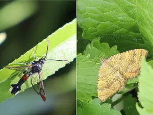 Nachtvlindersnieuws juni 20244.webp