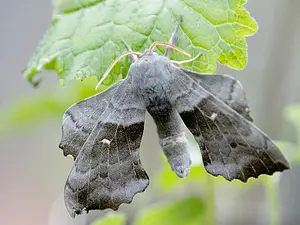 Nachtvlindersnieuws juni 2024.webp