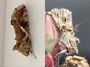 Nachtvlindersnieuws juni 20242.webp