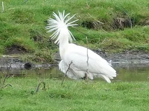 PD - 1 lepelaar.webp