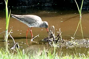 DSC01020 - 1 - tureluur.webp