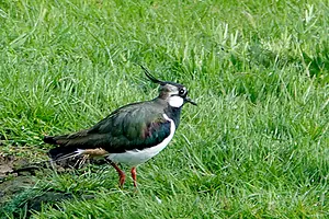 DSC01025 - 1 - kievit.webp