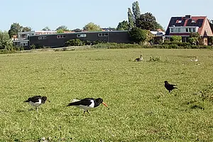 scholekster met jong.webp