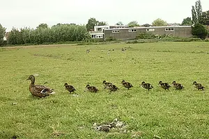 eend met 9 kuikens.webp