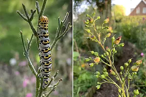 IMG_5668 helmkruidvlinder.webp