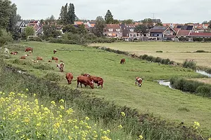 koeien op de dijk.webp