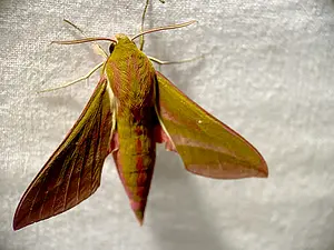 Groot avondrood - Deilephila elpenor-2024-06-29 kopie.webp