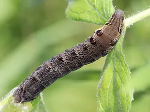 Groot avondrood rups - Deilephila elpenor-rups-wilgenroosje-2021_08_04 kopie.webp