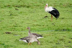 DSC00670 - ooievaar en grauwe ganzen kopie.webp