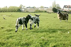 schaap met lammeren.webp