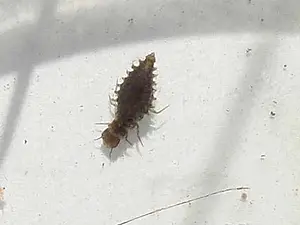 Larve waterkever.webp