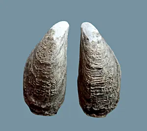 Brakwatermossel kopie.webp