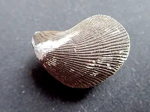 Kscheg ASDN Gebogen traliemossel (1) kopie.webp