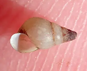 Kscheg ASDN Zuid-Amerikaans brakwaterhorentje.webp