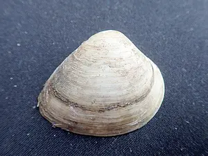 Kscheg ASDN Amerikaanse brakwaterstrandschelp (1) kopie.webp