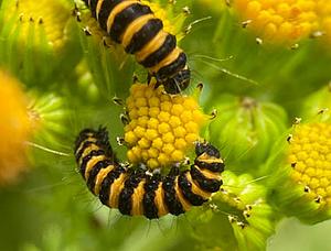 Insecten in het Kadoelerduin.jpg