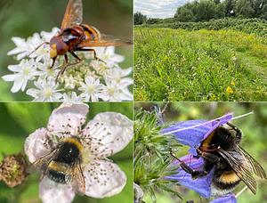 Insecten in het Kadoelerduin2.jpg