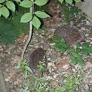 egels bij Harald.jpg