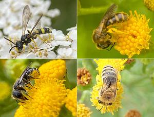 Insecten in het Kadoelerduin7.jpg