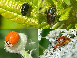 Insecten in het Kadoelerduin8.jpg