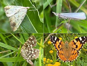 Insecten in het Kadoelerduin9.jpg