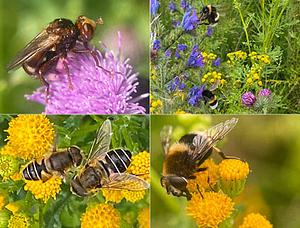 Insecten in het Kadoelerduin3.jpg