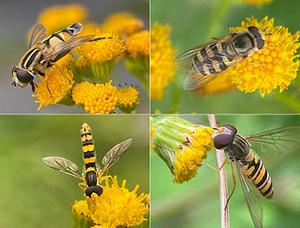 Insecten in het Kadoelerduin4.jpg