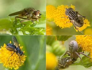 Insecten in het Kadoelerduin5.jpg