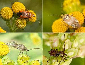 Insecten in het Kadoelerduin6.jpg