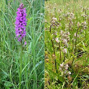 Kadoelenpad- Orchissen.jpg