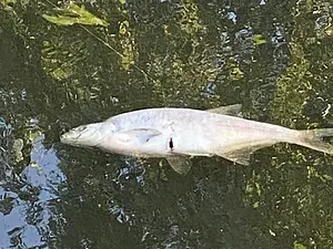 brasem met snee na sloot schonen.webp