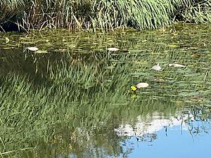 brasems dood in Buiksloterbeek.webp