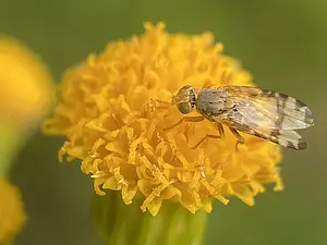 Gebandeerde kruiskruidboorvlieg - op Duinkruiskruid Sphenella marginata-2024-07-08 kopie.webp