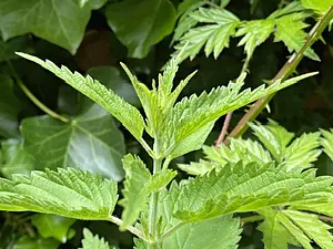 Grote brandnetel-2024-06-09 kopie.webp