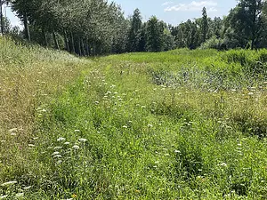 Orchideeenveld-2024-07-17