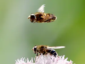 Bsloterbreekpark 03 puntbijvlieg 11-8-2024 (3) kopie.webp