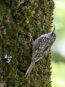 Bsloterbreekpark 04 boomklever 11-8-2024 (3) kopie.webp