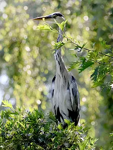 Bsloterbreekpark 05 reiger 11-8-2024 (3) kopie.webp