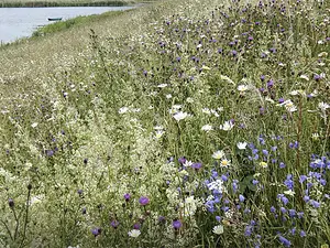 Kruidenrijke dijk-Cyril Liebrand
